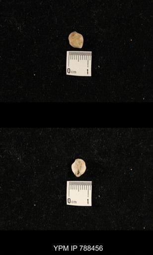 undet. Brachiopoda
