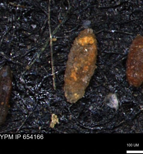 Miliammina manitobensis