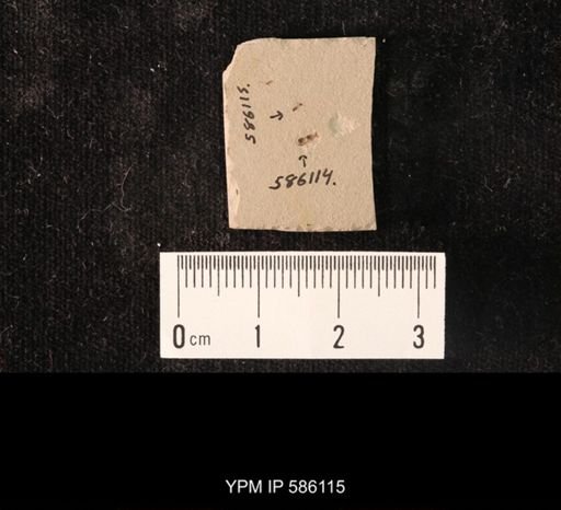 undet. Staphylinidae