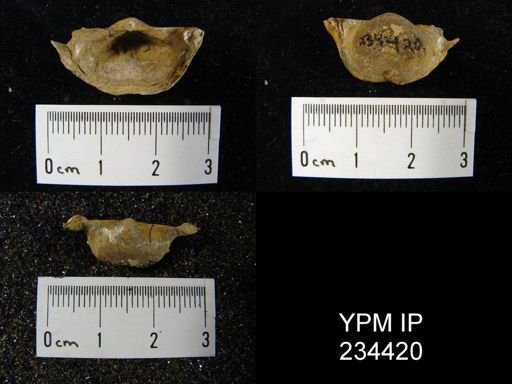 Marginifera splendens