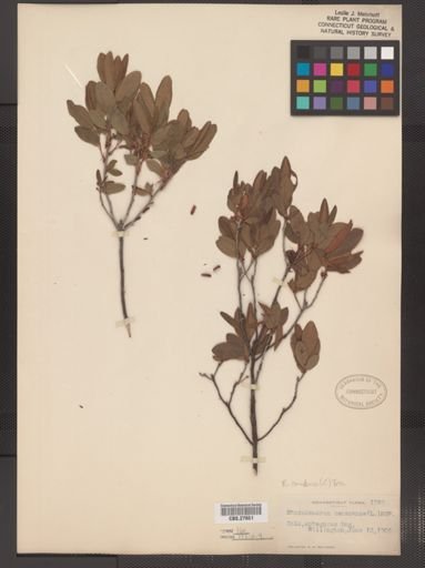 Rhododendron canadense
