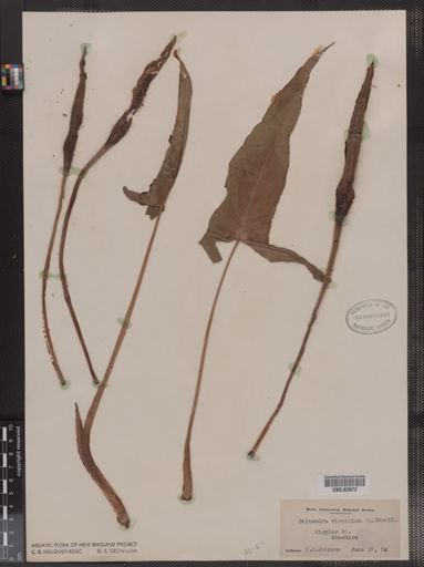 Peltandra virginica