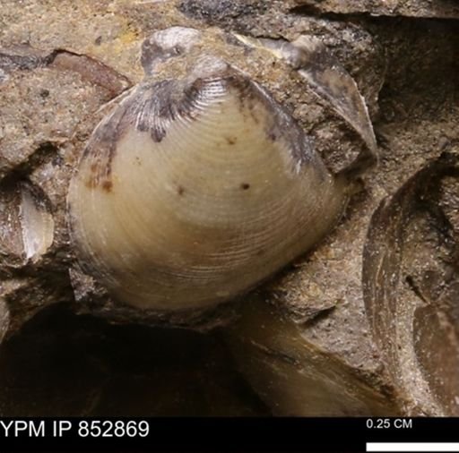 Limopsis striatopunctatus