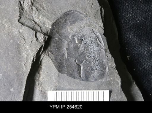 Hughmilleria sp.