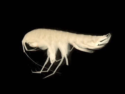 Crangonyx grandimanus