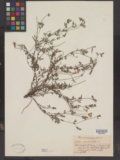 Lotus corniculatus