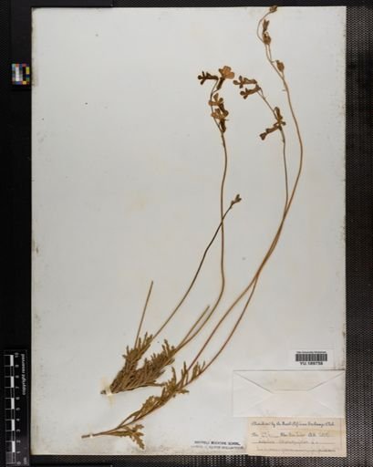 Plantae