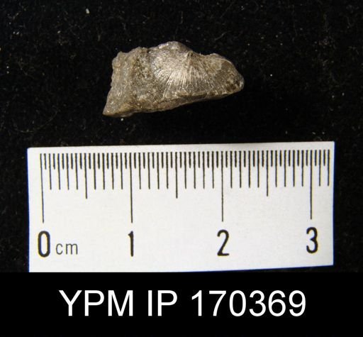 Aporthophyla sp.