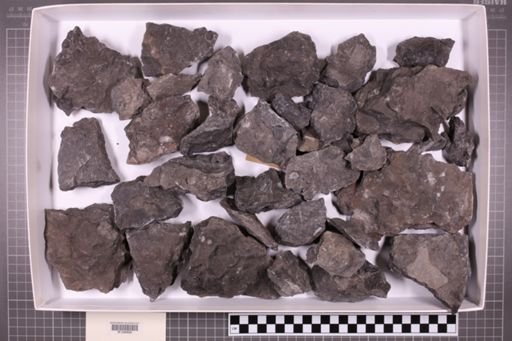 mixed taxa, stratigraphic collection