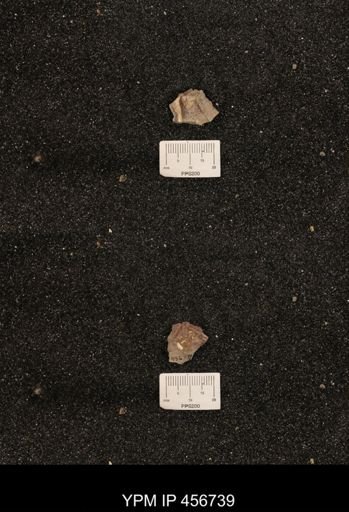 undet. Scaphitidae