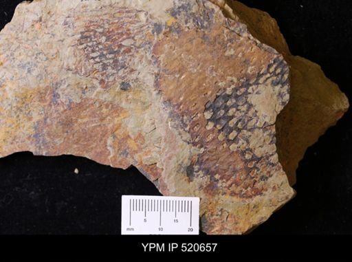 undet. Graptolithina