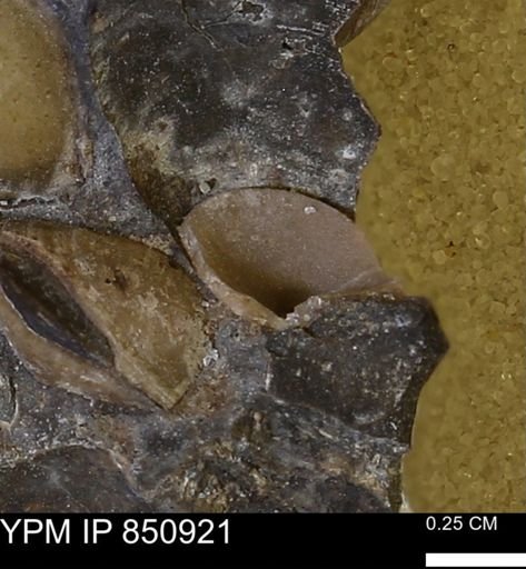 Limopsis striatopunctatus