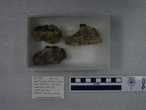 Phenacodus primaevus