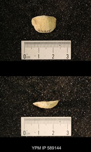 Sowerbyella sp.