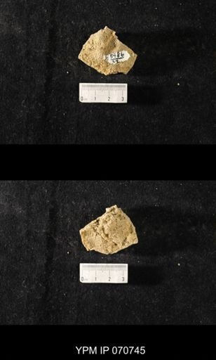 Favosites sp.
