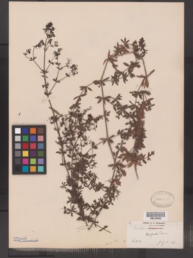 Galium asprellum
