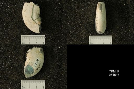 Hoploscaphites nicolletii