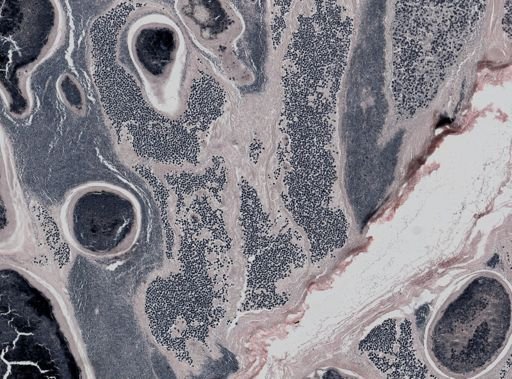 Pleistophora macrozoarcides