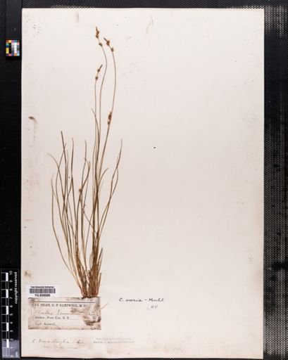 Carex emmonsii