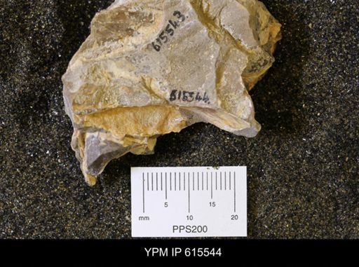 Inoceramus sp.