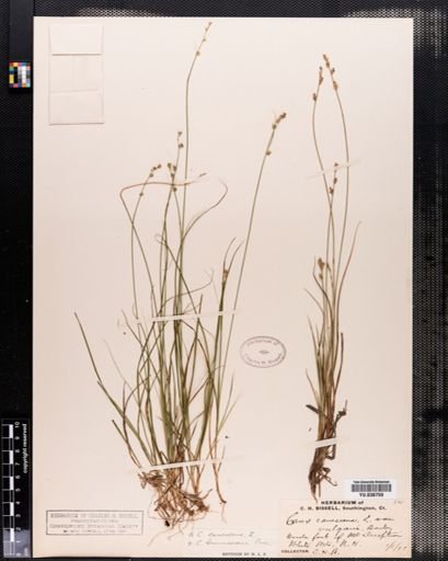Plantae
