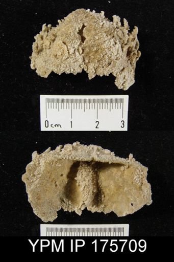Edriosteges sp.