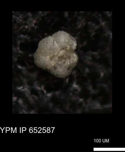 undet. Foraminiferida