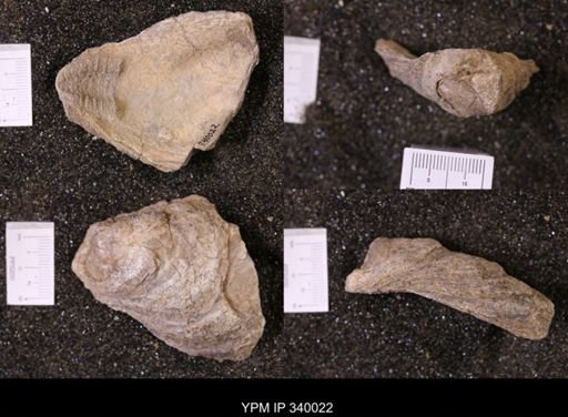 Ostrea glabra wyomingensis