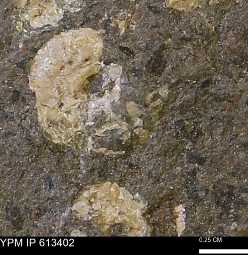 Scaphites sp.