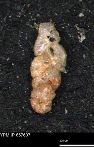 Ammobaculoides whitneyi