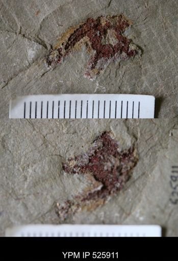 undet. Asterozoa
