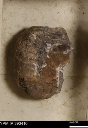 Scaphites sp.