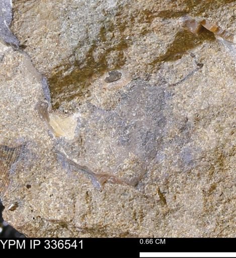 undet. Mollusca