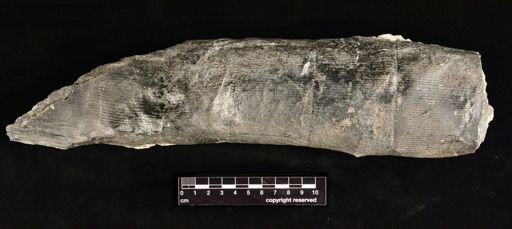 Calamites sp.