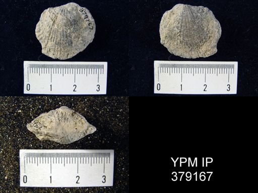 Atrypa sp.