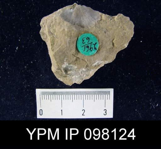 Strophonella laxiplicata
