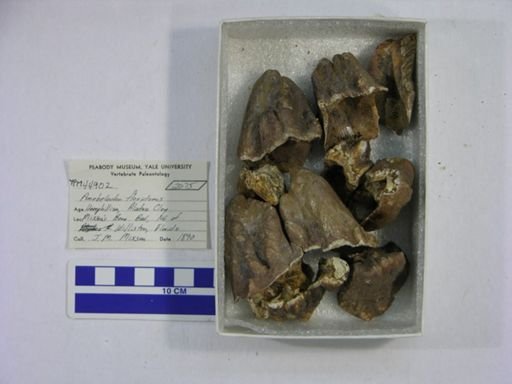 Amebelodon floridanus