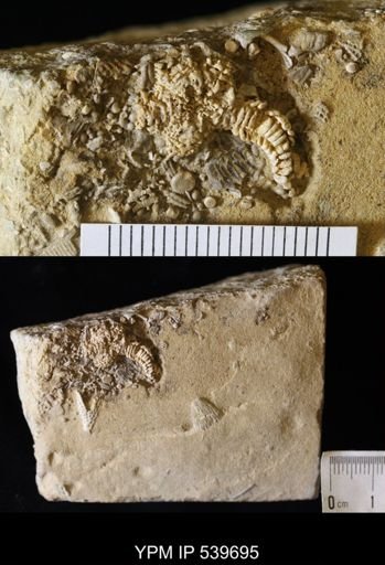 Cholaster whitei