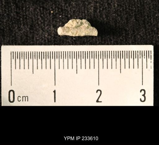 Archaeocidaris sp.
