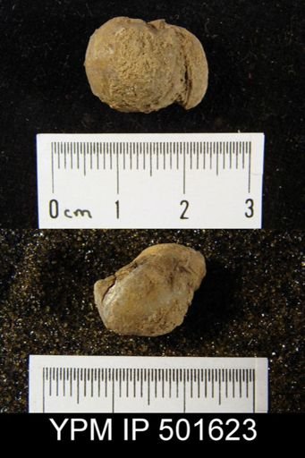 Marginifera cf. haydenensis
