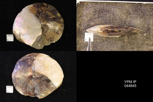 Sphenodiscus lenticularis