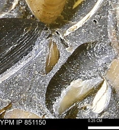 Limopsis striatopunctatus