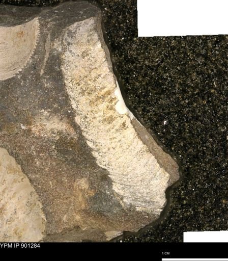 undet. Mollusca