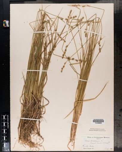 Carex canescens