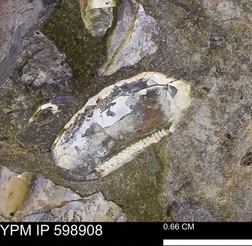 Hoploscaphites sp.