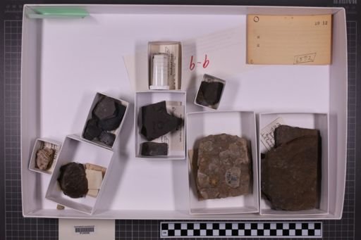 mixed taxa, stratigraphic collection