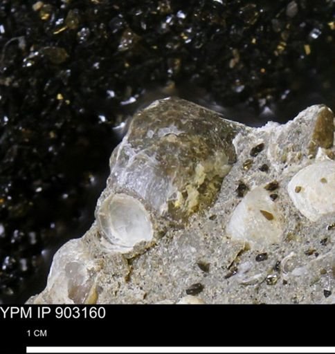 undet. Mollusca