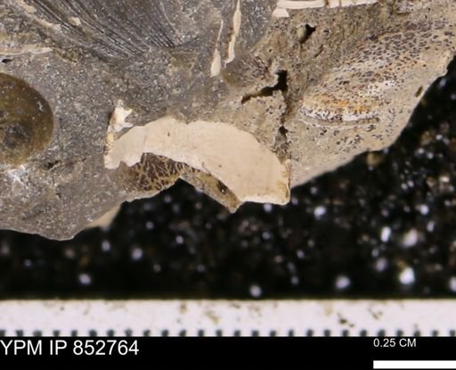 Limopsis striatopunctatus
