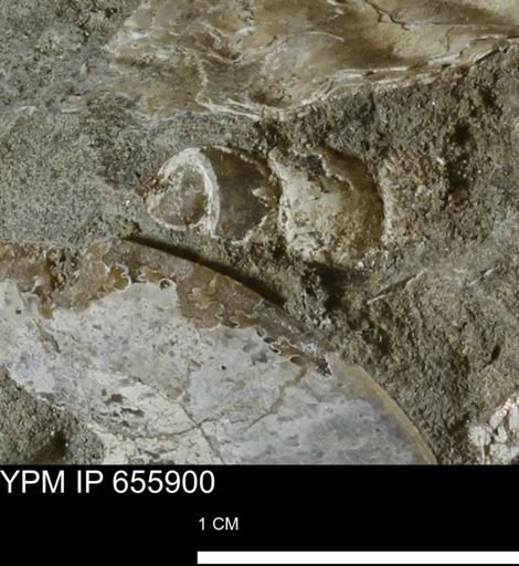 undet. Gastropoda