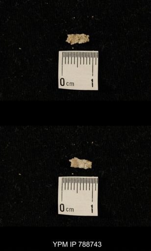 taxon undetermined